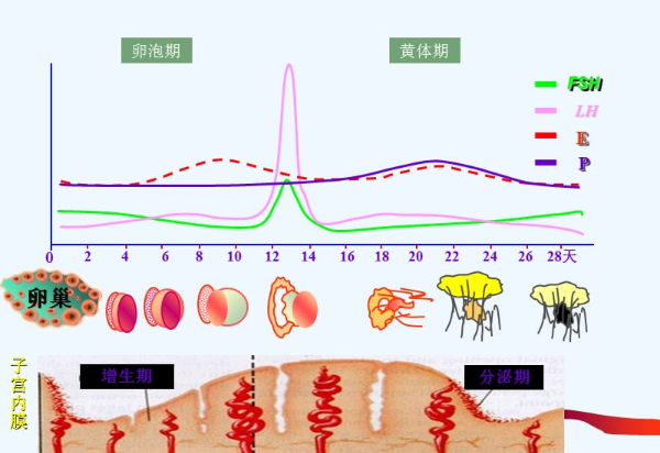 身体激素