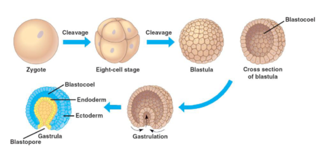 囊胚培育2