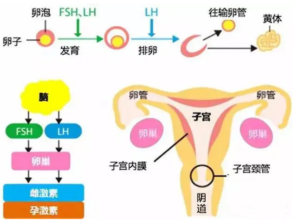 FSH促卵泡激素