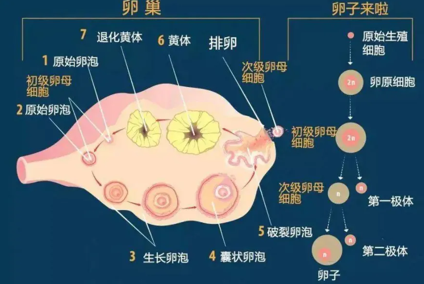 促排卵方案