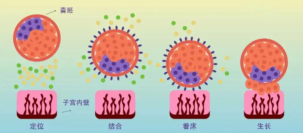 囊胚着床