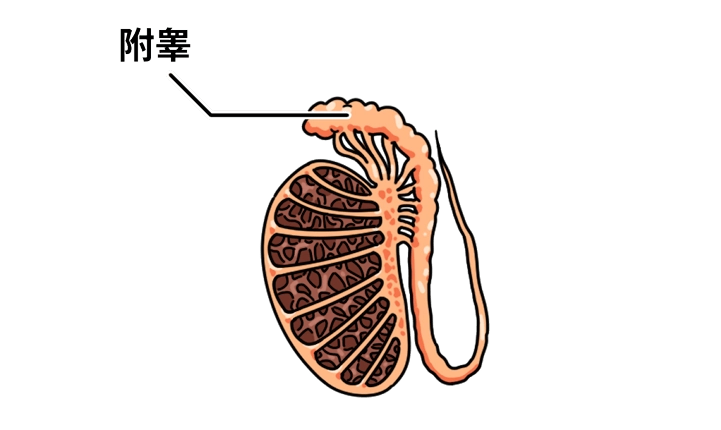 附睾炎