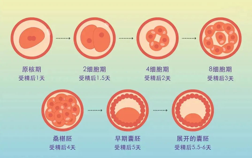 囊胚培养