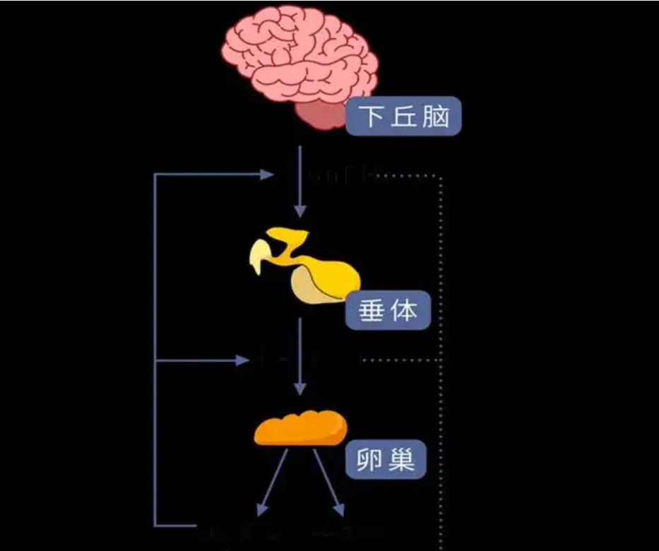 下丘脑——垂体——卵巢轴