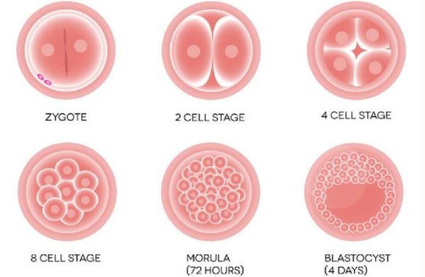 囊胚培育
