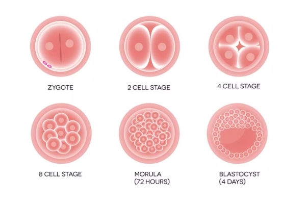 胚胎培育