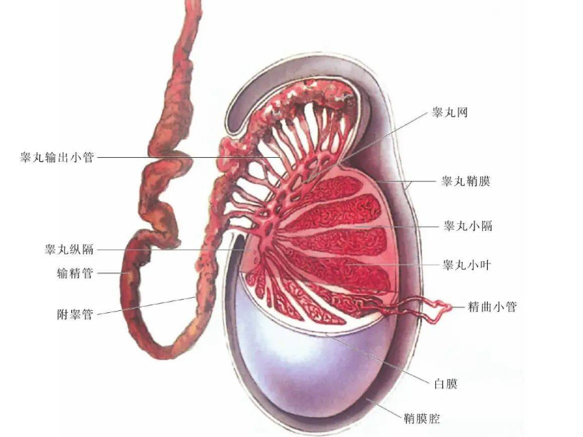 输精管炎