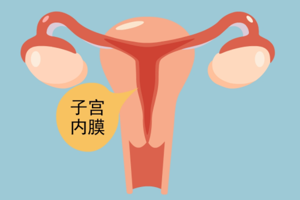 子宫内膜