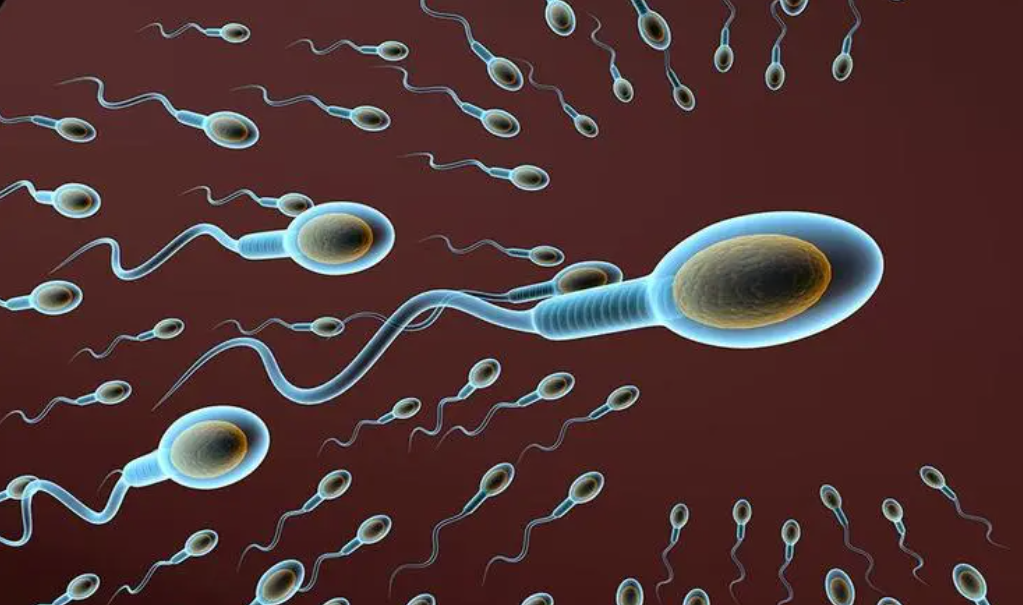 精子质量