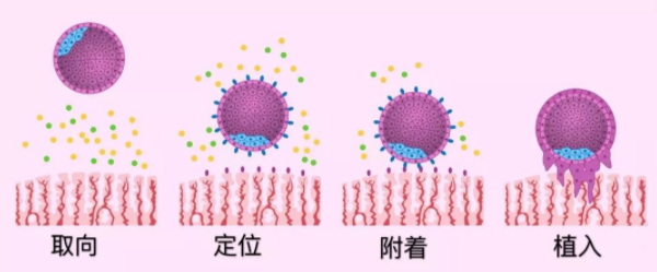 囊胚着床过程