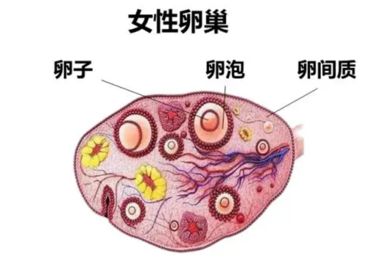卵巢卵泡