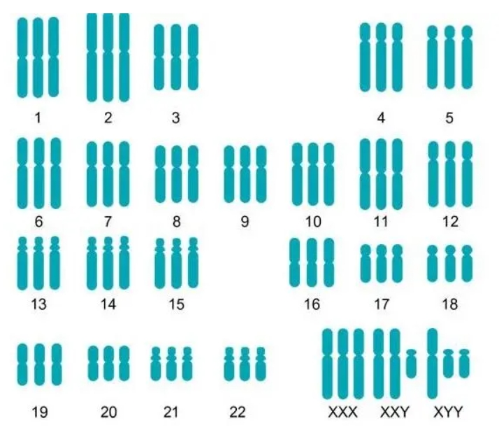 23对染色体筛查