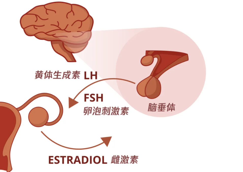 雌激素