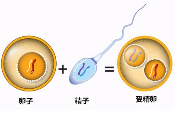 受精卵