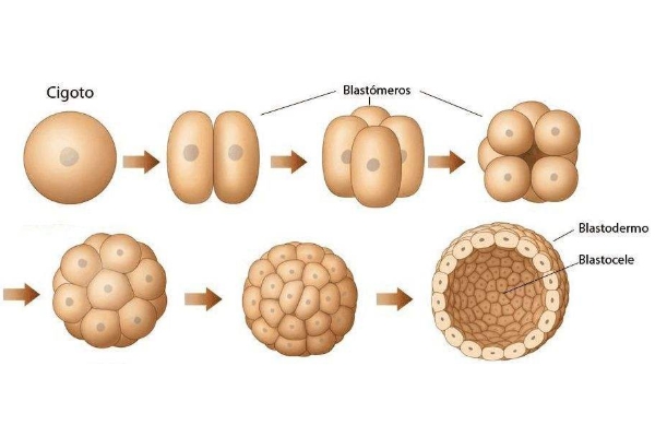 囊胚培育
