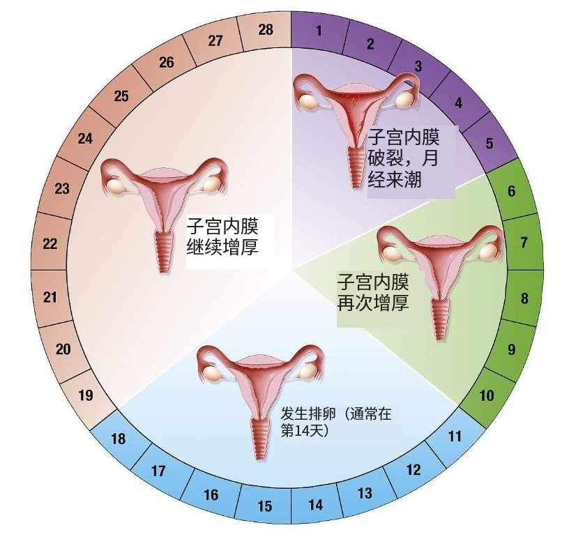 女性月经周期