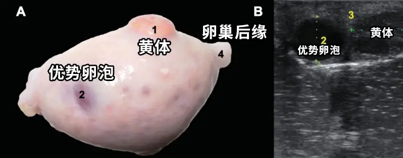 B超检测