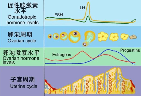 孕激素