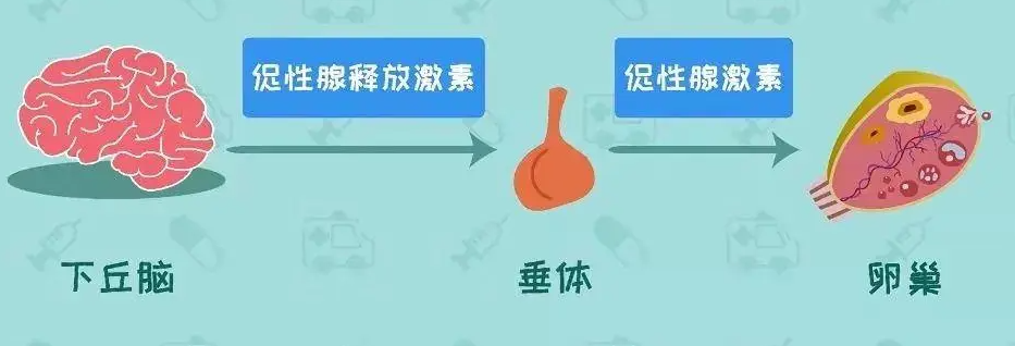 下丘脑，垂体功能异常