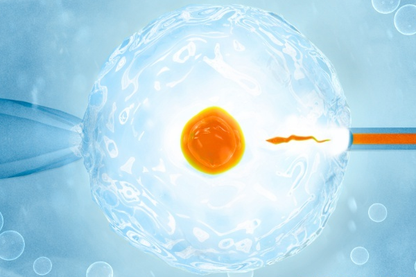 单精子注射技术—精卵结合