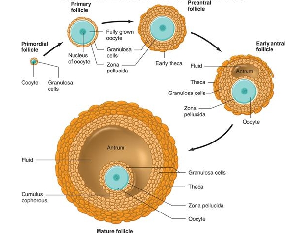 卵泡发育