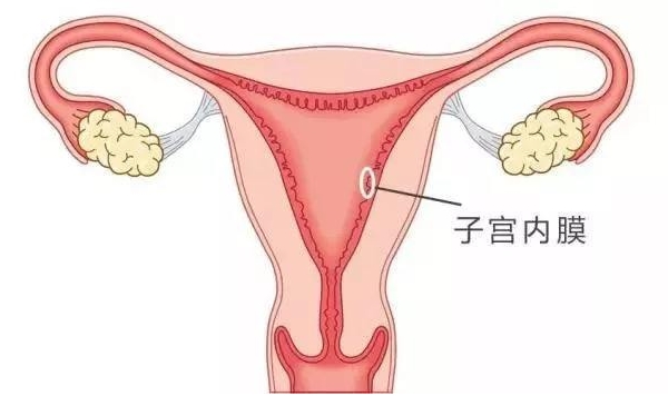 子宫内膜容受性