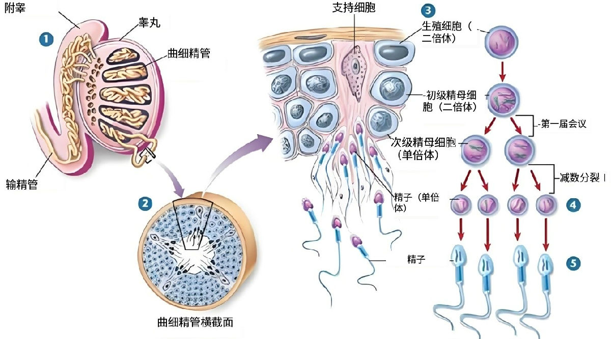 精子生成过程图