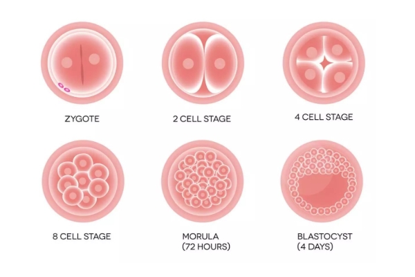胚胎培养