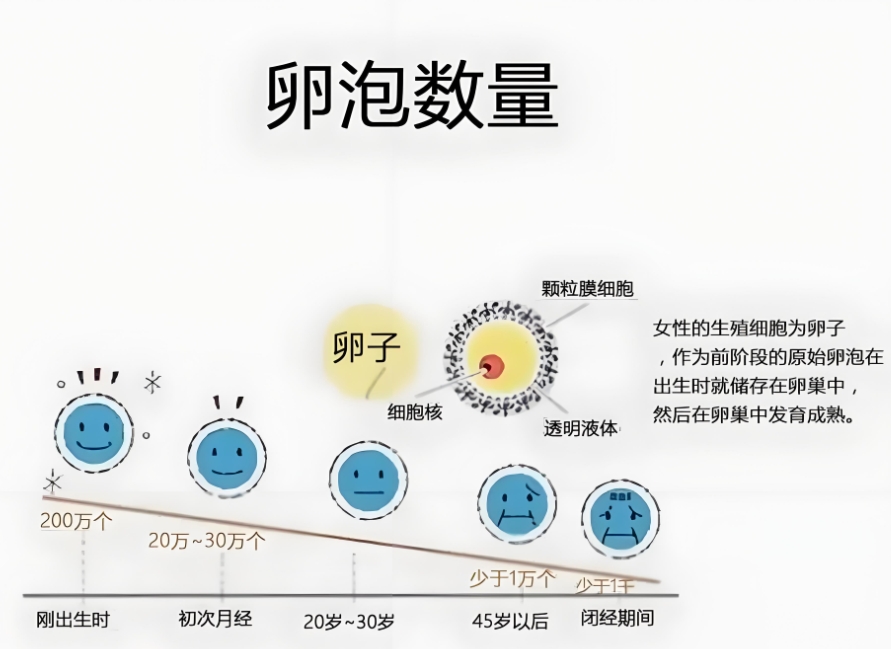 女性卵泡数量