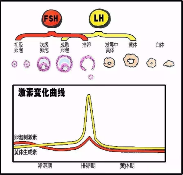 黄体生成素