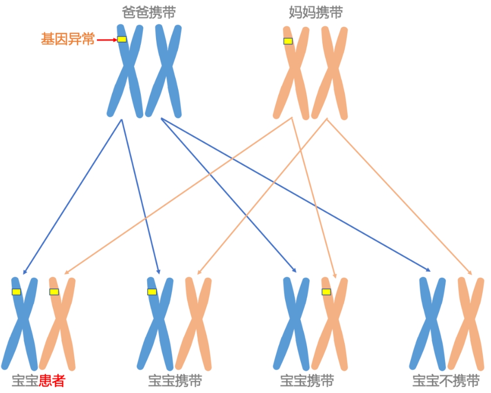 遗传基因