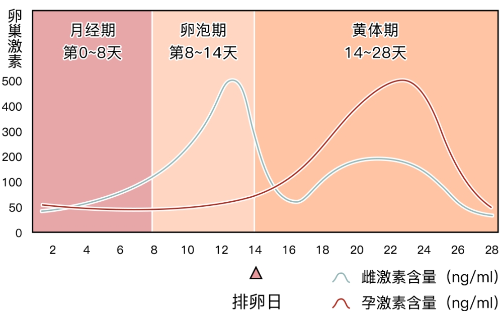 黄体期