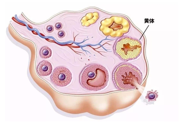 黄体功能不足