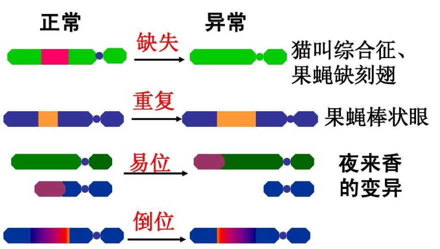 染色体畸变