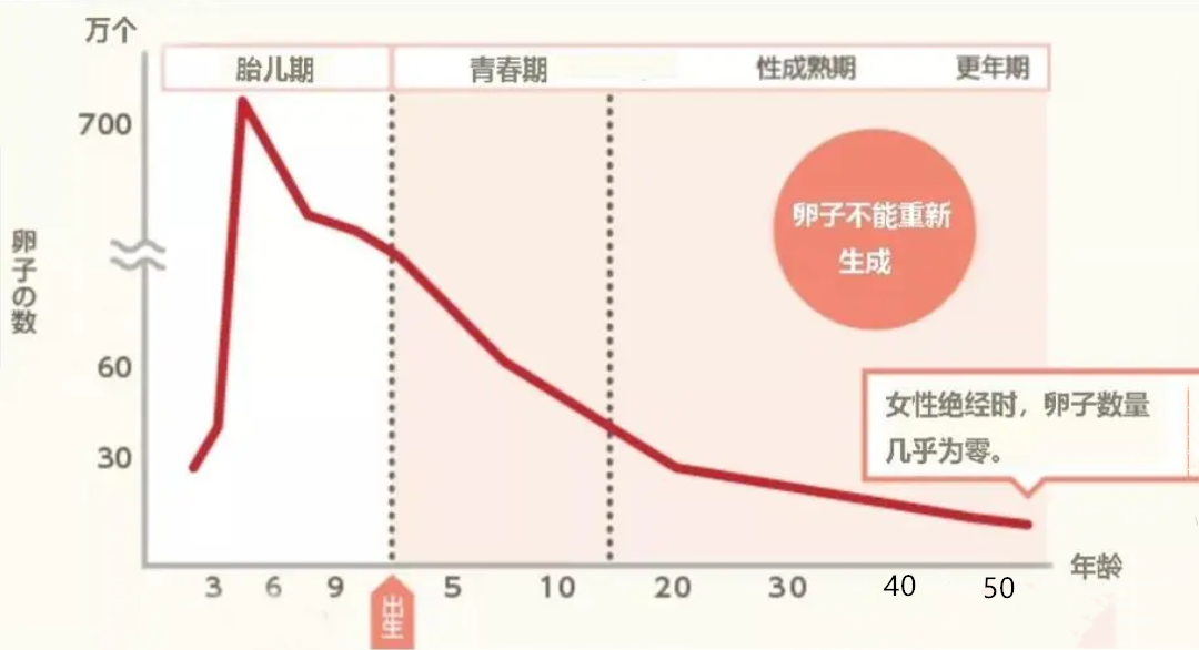 卵子数量与年龄