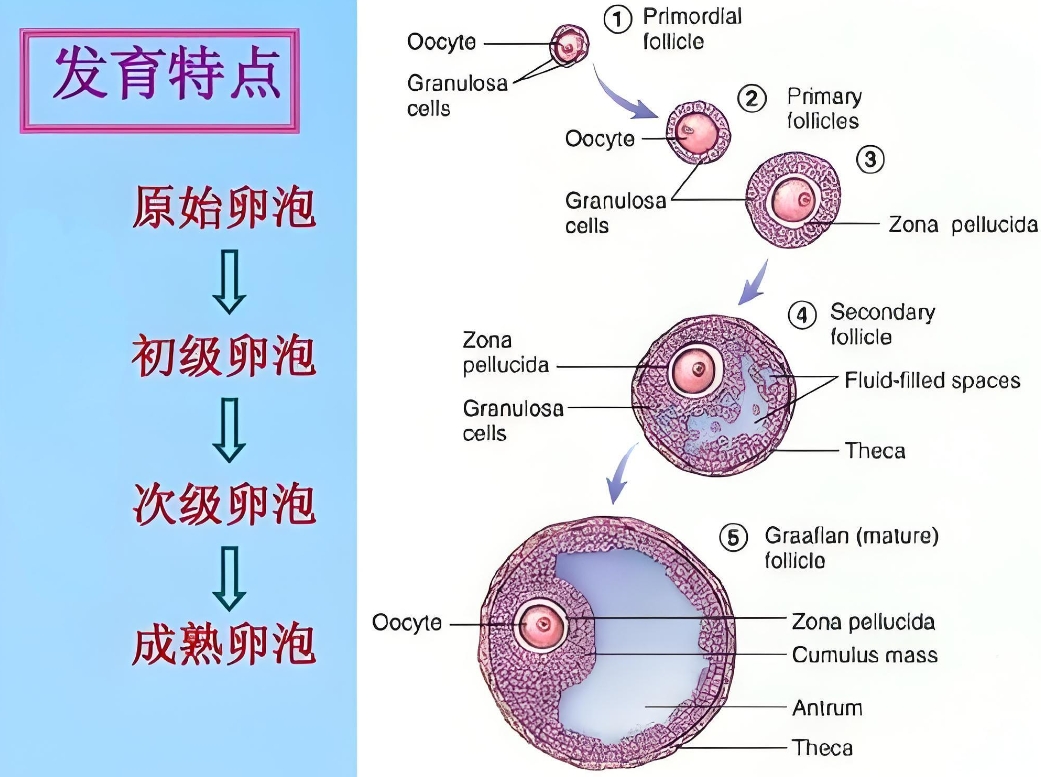 卵泡发育特点