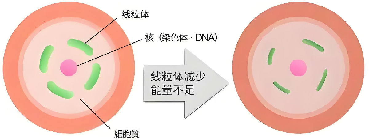 线粒体影响卵泡