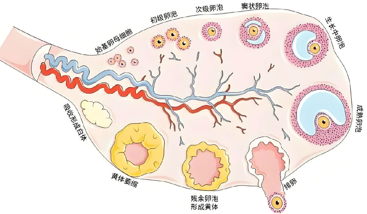 卵泡发育