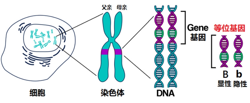 等位基因