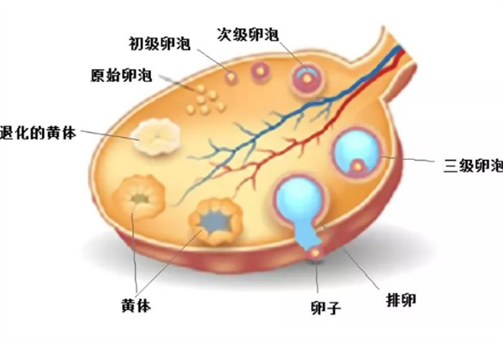 卵泡发育3.png