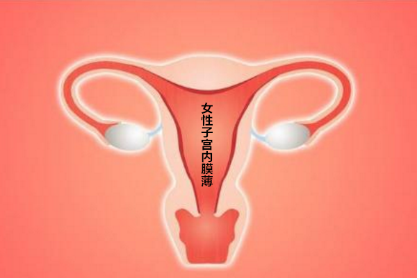子宫内膜过薄