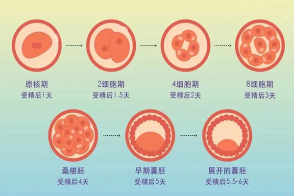 囊胚发育