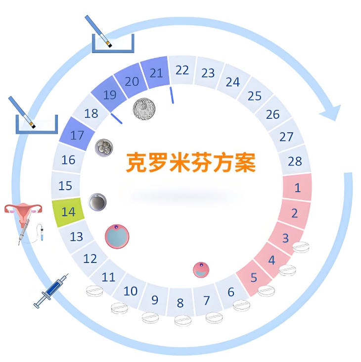 美国克罗米芬试管方案