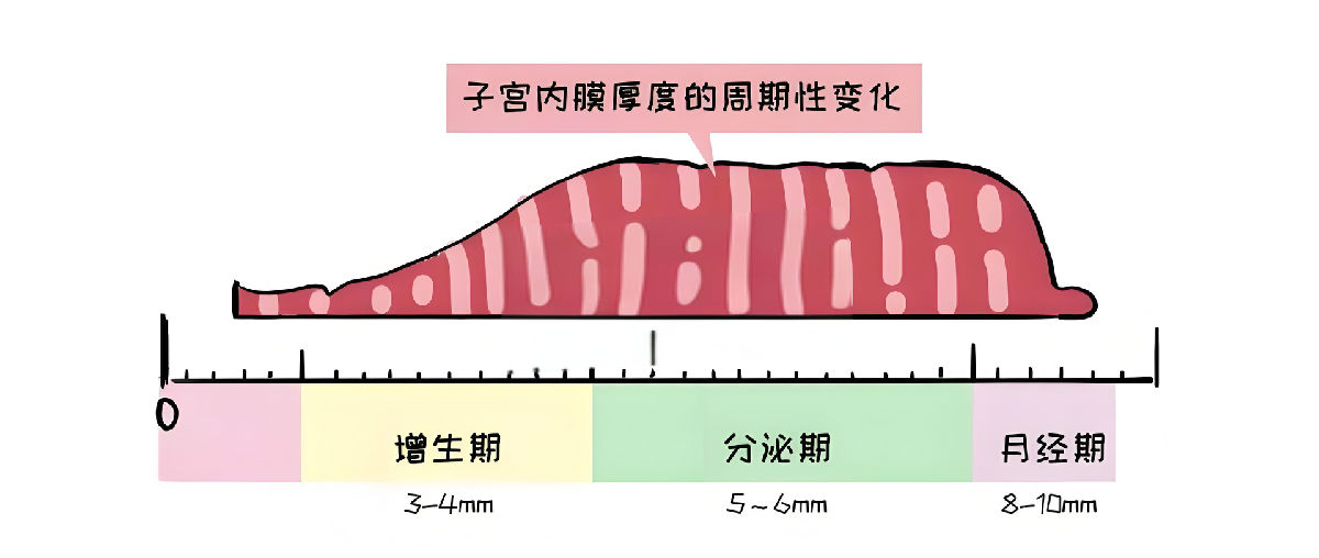 子宫内膜厚度变化.jpg