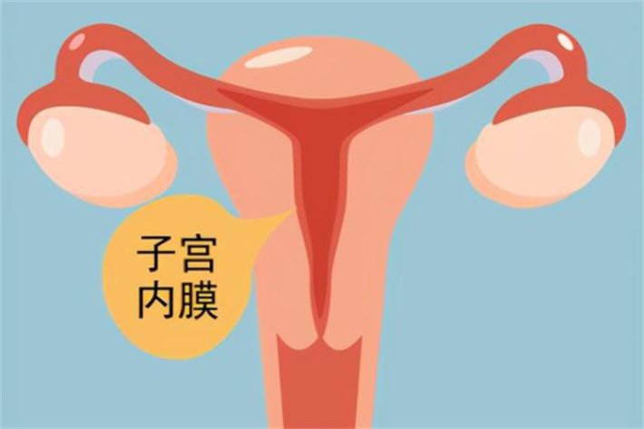 女性子宫内膜厚度.png