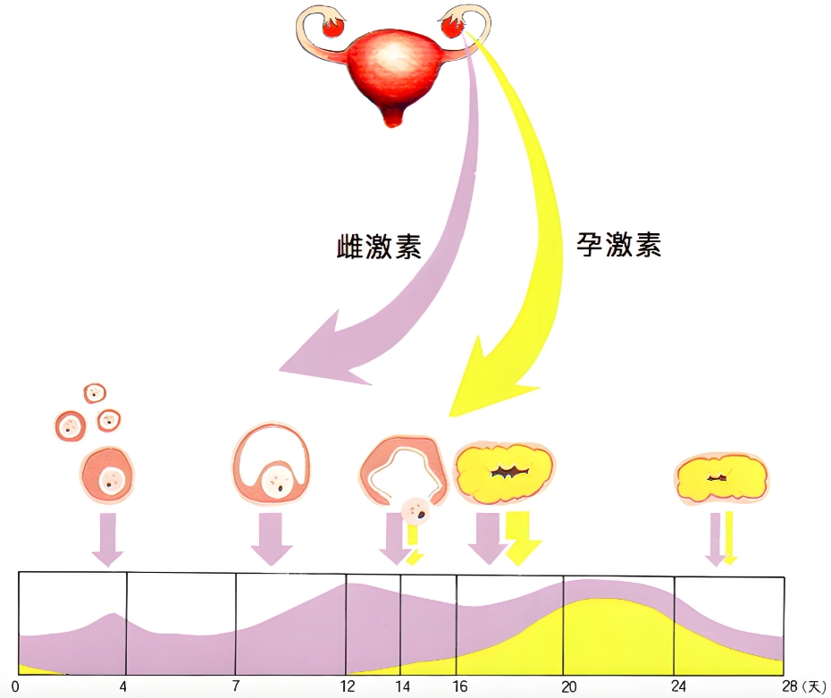 激素水平