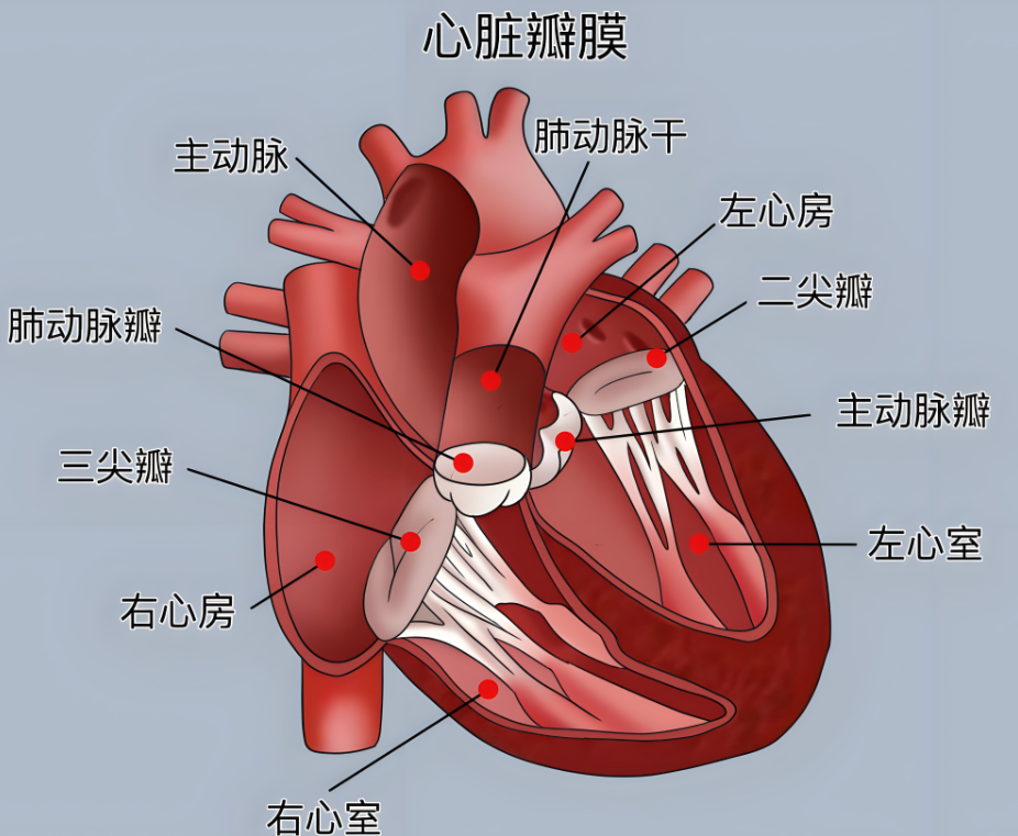 胎儿心脏