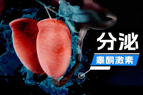睾酮