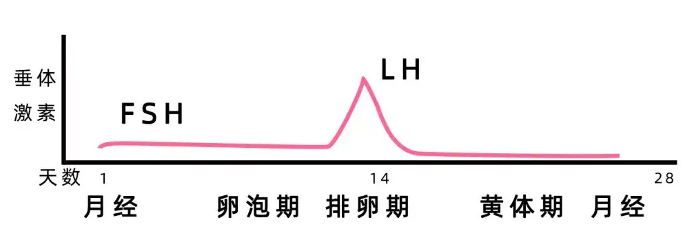 LH