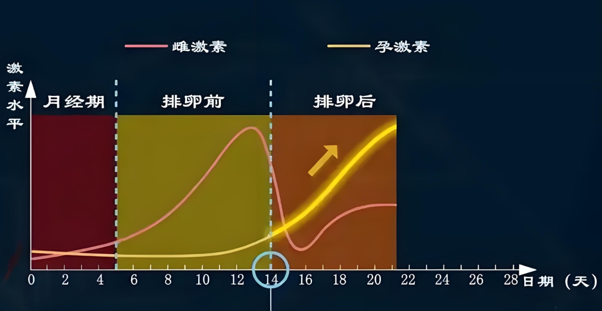 雌激素与孕激素